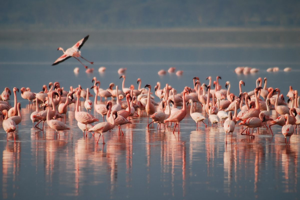 birds-1099071