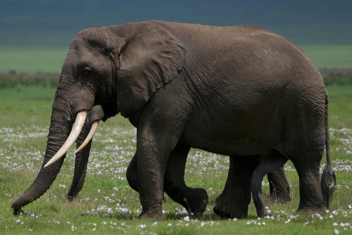 elephant-6126792_1280