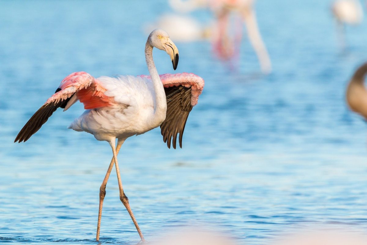 flamingo-2591522_1280
