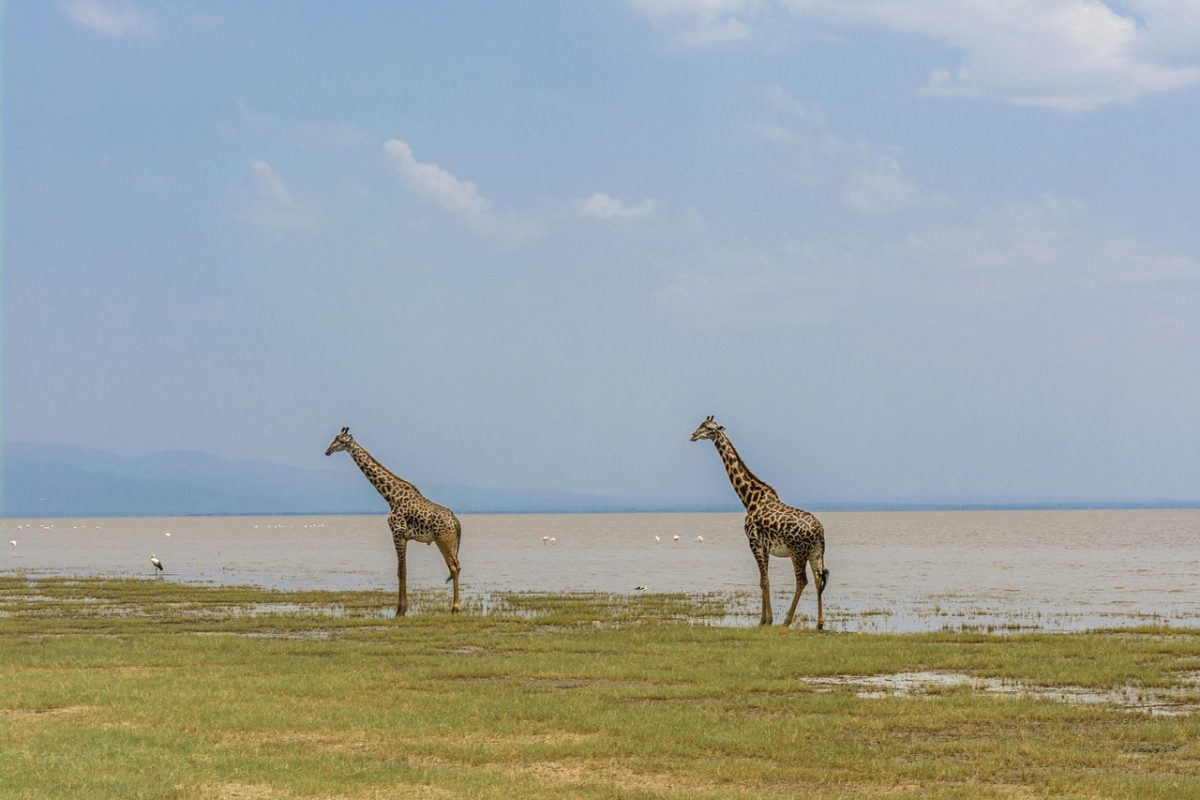 giraffe-4032280_1280
