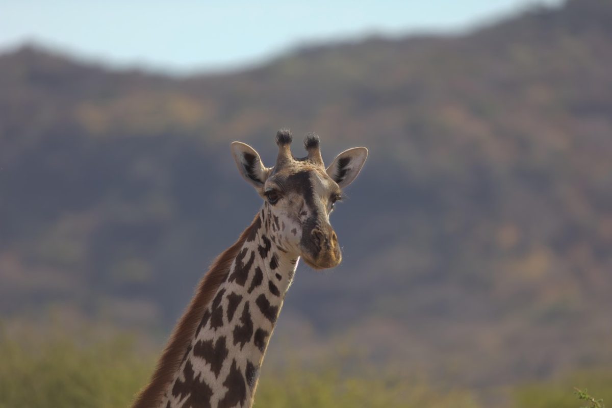 giraffe-7717149_1280